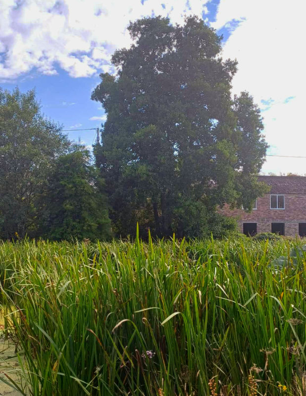 Hvort heldur sem við köllum Alnus glutinosa, rauðelri eða svartelri, þá vex það hér í jaðri skoskrar mýrar. Mynd: Sig.A.