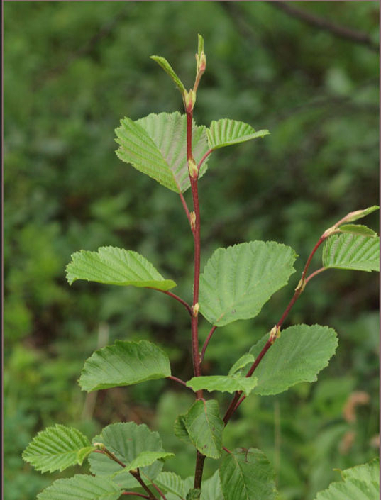 Mynd af kólaelri sem við fengum lánaða af vef Nordisk flora en hana tók Bård Haugsrud.