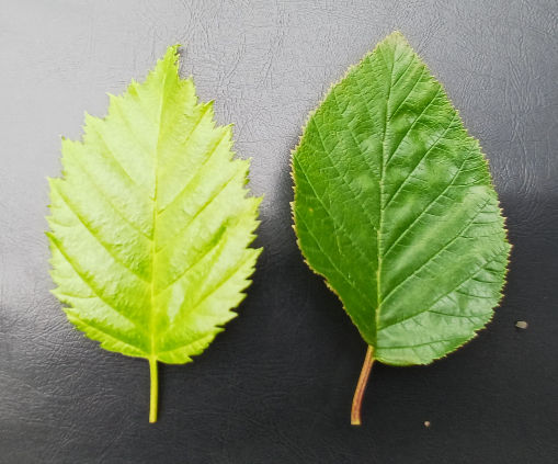 Til vinstri er lauf af sitkaelri. Jaðrar laufsins eru nánast alltaf bylgjaðir. Til hægri er grænelri (eða hríselri) sem ekki hefur bylgjur á jöðrunum. Laufið af sitkaelrinu er yngra og því ljósara á litinn. Það hefur ekkert með mun erfðahópanna að gera. Mynd: Sig.A.