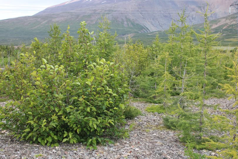 Sitkaelri og rússalerki í rýrum malarjarðvegi austur í Skriðdal. Takið eftir hvað elrið er grænt. Það bendir til þess að það skorti ekki næringu. Þegar gerð var skógræktaráætlun þarna var þetta svæði úrtak. Það var svo rýrt að ekki þótti taka því að reyna að rækta þar tré. Landgræðsluplönturnar lerki og elri þrífast þarna vel en kolefnisbindingin er meiri í elrinu á þessum tíma. Elrið bætir jarðvegsskilyrðin á staðnum því gerlarnir á rótum þess framleiða nitur sem annar gróður getur nýtt sér. Með tíð og tíma mun skógarbotninn klæðast gróðri og lerkið ná yfirhöndinni. Mynd: Sig.A.