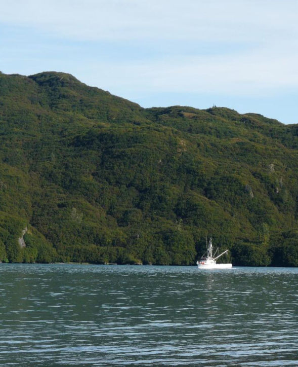 Í Alaska getur sitkaelri vaxið í lélegum jarðvegi alveg niður að sjó eins og hér má sjá. Mynd: Tumi Traustason.