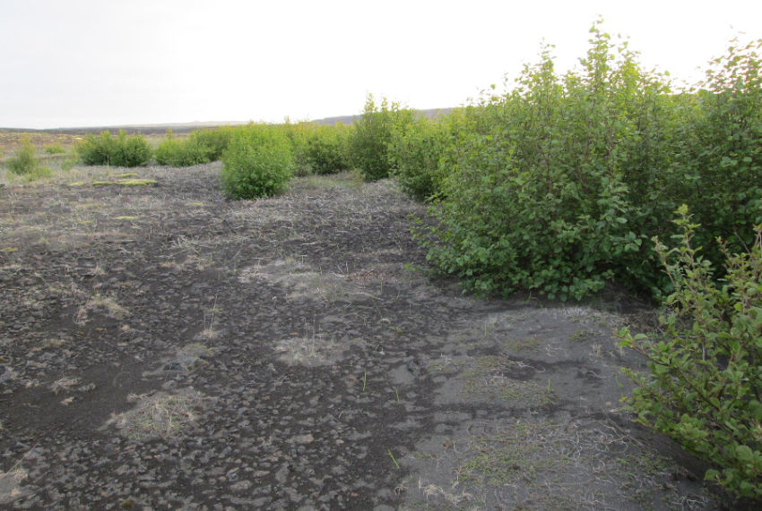 Sitkaelri, Alnus sinuata og blæelri, A. tenuifolia, á Þorlákshafnarsandi tíu árum eftir gróðursetningu í örfoka og sandorpið helluhraun. Hér notum við gömlu fræðiheitin sem enn eru mörgum töm en báðar hafa þessar tegundir verið felldar undir stórar safntegundir. Við segjum nánar frá því í næsta pistli okkar. Myndina tók Aðalsteinn Sigurgeirsson árið 2013.