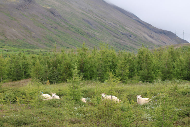 Sauðfé í blandskógi þar sem lerki er algengt. Þessi skógur var samt ekki hannaður með tilliti til beitar. Til þess er skógurinn of þéttur. Ef vilji er til mætti grisja skóginn duglega og halda þar sauðfé í afgirtu hólfi hluta sumars. Mynd: Sig.A.