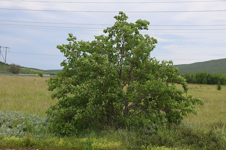 Margstofna blæelri, Alnus incana ssp. tenuifolia, sem ættað er frá Alaska vex vel í Skriðdal. Mynd: Sig.A.