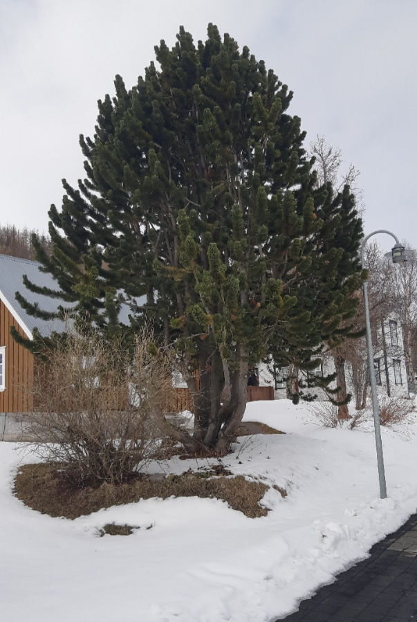 Mynd Bergsveins Þórssonar af hinni efnilegu furu sem birt er í kortasjánni.