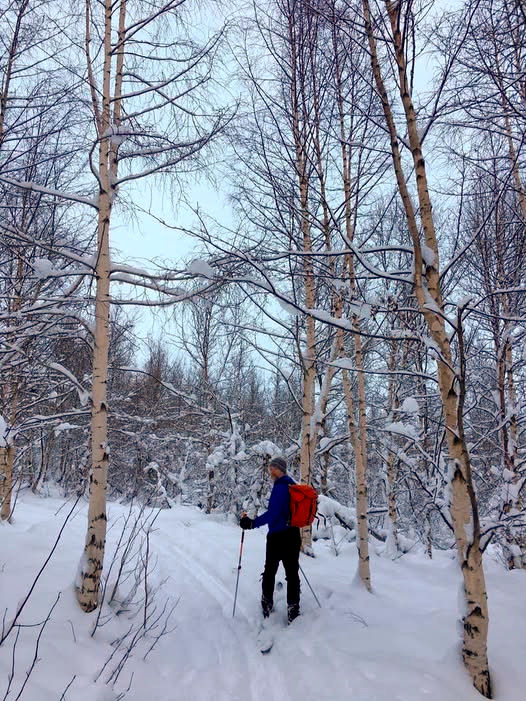 Mynd af björkum frá janúar 2019 í Hvammsskógi sunnan við Kjarnaskóg. Þetta birki er skráð sem B. papyrifera frá Anchorage í Alaska. Þar vex einnig B. pendula ssp. mandshurica og sennilega er þetta sú tegund. Mynd: Ásdís Arnardóttir.