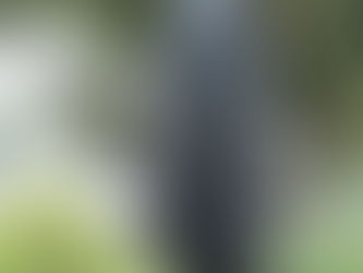 Ættkvísl þintrjáa