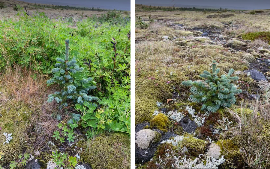 Eins og sjá má vaxa þessi tré af F2 kynslóð á rýru landi en lúpínan gæti breytt því umtalsvert. Strax má sjá að ársprotinn á fyrri myndinni er lengri en á þeirri seinni. Ástæðan er væntanlega umhverfisleg frekar en erfðafræðileg. Myndir: Aðalsteinn Sigurgeirsson.