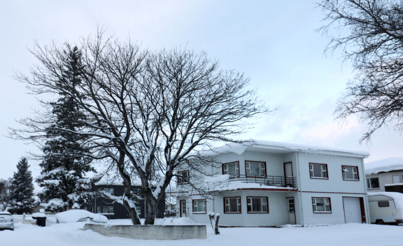 Eyrarvegur 31 og garðahlynurinn fagri 20. nóvember 2024. Mynd: Sig.A.