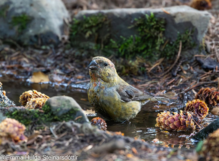 Krossnefur í skógarbotni fær sér vatn í gogginn. Myndin var tekin 11. september 2025 í Lystigarðinum á Akureyri. Mynd: Emma Hulda Steinarsdóttir.