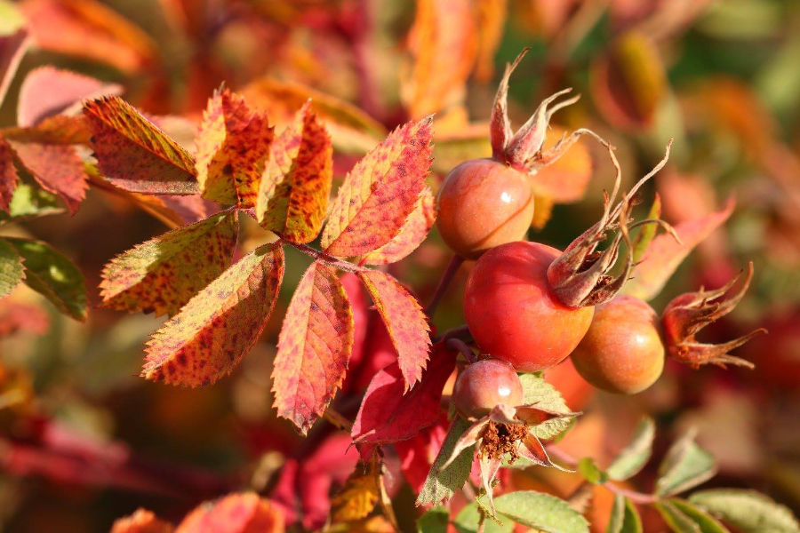 Ígulrós, Rosa rugosa, sem hefur myndað nýpur og er komin í haustliti. Við förum ekki fram á meira. Mynd: Sig.A.