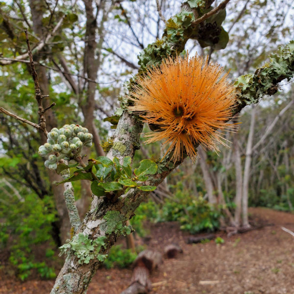 Litir blómanna geta verið breytilegir milli trjáa. Til vinstri sér í óopnuð blóm. Þegar þau eru skoðuð sést að þetta eru mörg blóm sem mynda eina heild. Myndina fengum við héðan.