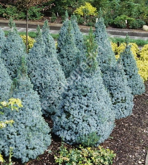 Til eru bláleit yrki af hvítgreni sem ættuð eru úr Klettafjöllum. Myndin sýnir yrkið Picea glauca 'Alberta Blue'. Myndina fengum við héðan en hana tók Gabriel Tomzynsky.