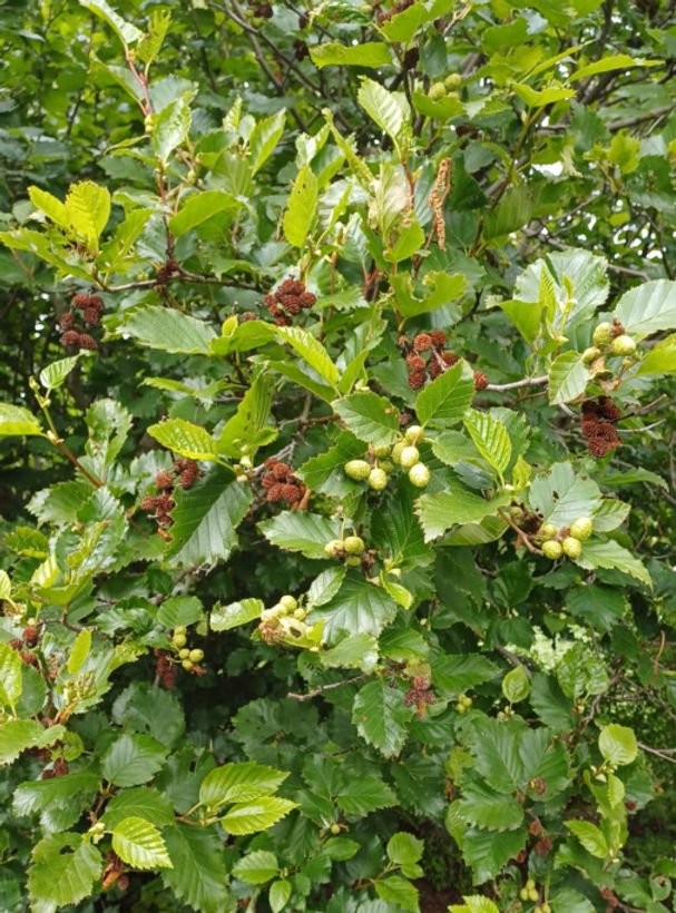 Hið runnakennda elri, sem nú er flokkað sem safntegund og kallast Alnus alnobetula en áður A. viridis, myndar karlrekla lengur fram eftir sumri en annað elri. Hér má sjá græna kvenrekla þessa árs og brúna kvenrekla frá fyrra ári. Ofarlega á myndinni má enn sjá karlrekla þótt myndin sé tekin í júlí. Þetta er nokkuð ólíkt upphafsmyndinni. Þar má sjá karlrekla á ólaufguðu gráelri. Mynd: Sig.A.