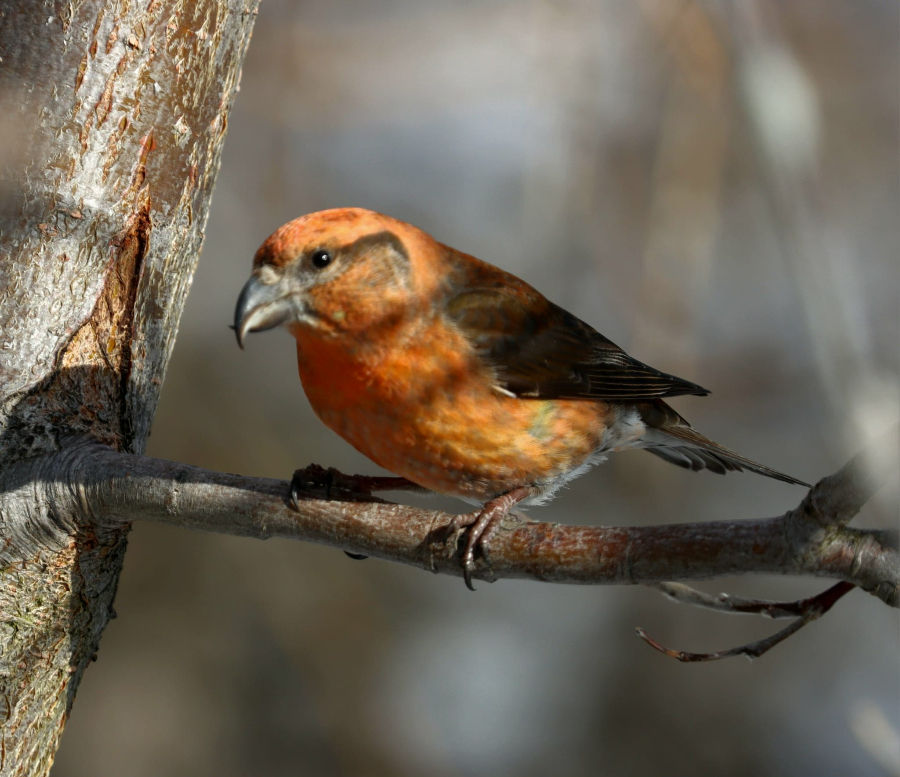 Krossnefur þekkist á undarlegu nefinu sem er sérhæft til að opna köngla barrtrjáa. Myndin sýnir karlfugl en kvenfuglinn er grængulur. Mynd: Sigurður H. Ringsted.
