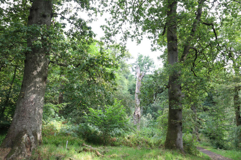 Blandaðir skógar með runnagróðri og rjóðrum skapa mjög fjölbreytt vistkerfi. Á miðri mynd má sjá dautt tré. Þar lifa aðrar lífverur en í lifandi trjám. Allt eykur þetta líffjölbreytnina í þessum skoska skógi. Við getum lært mikið af því að skoða erlenda skóga þar sem loftslagi svipar til þess sem við þekkjum á Íslandi. Mynd: Sig.A.