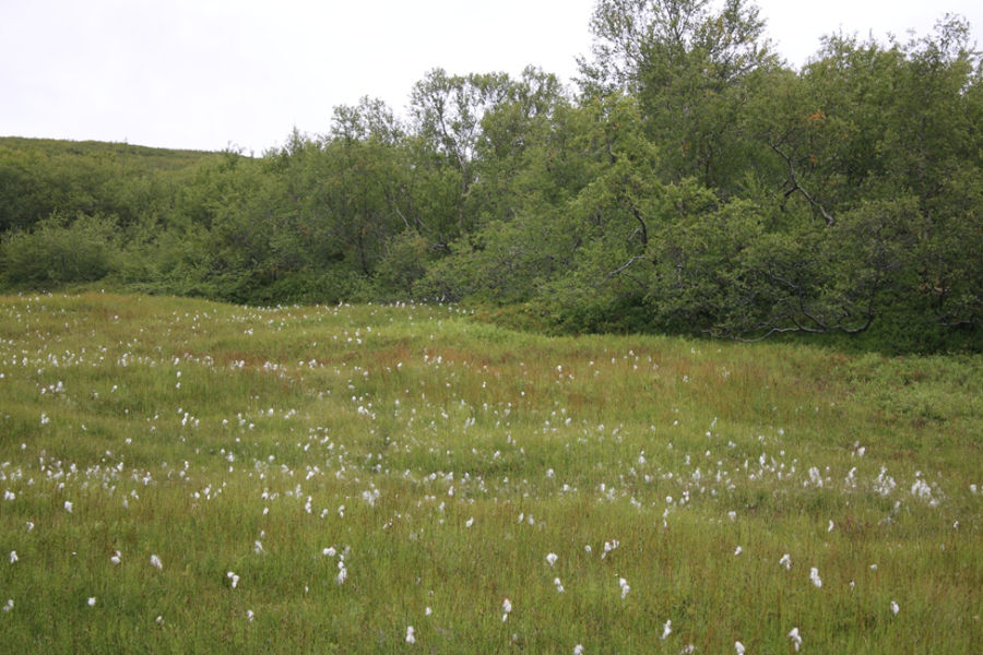 Fífumýri í náttúrulegu, íslensku skóglendi. Mýrar og annað votlendi fara vel með skógum. Mynd: Sig.A.