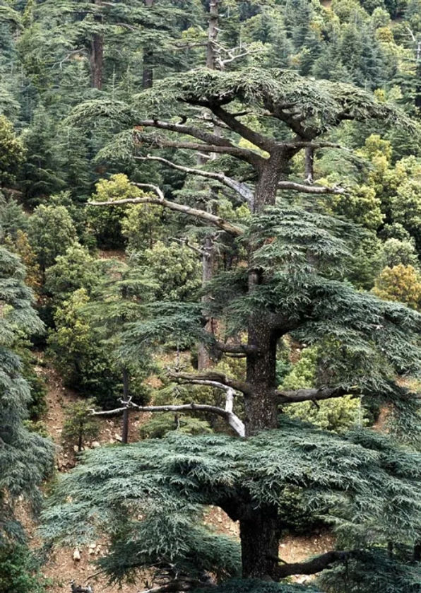 Blátt barr á himalajasedrus, Cedrus deodara, hátt í Himalajafjöllum. Af hverju eru svona margir barrviðir með bláleitt barr hátt til fjalla? Eins og sést eru þarna einnig tré sem eru ekki með neina bláa tóna. Myndin er fengin héðan.