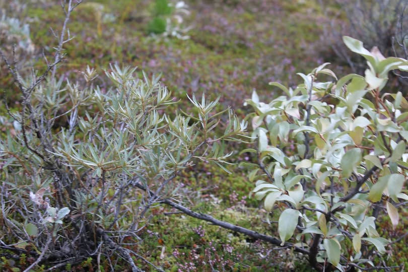 Hafþyrnir (til vinstri) og silfurblað (til hægri) eru af sömu ætt plantna og þrífast við sömu eða svipuð skilyrði. Myndin er tekin í Bolholtsskógi á Rangárvöllum. Mynd: Sig.A.