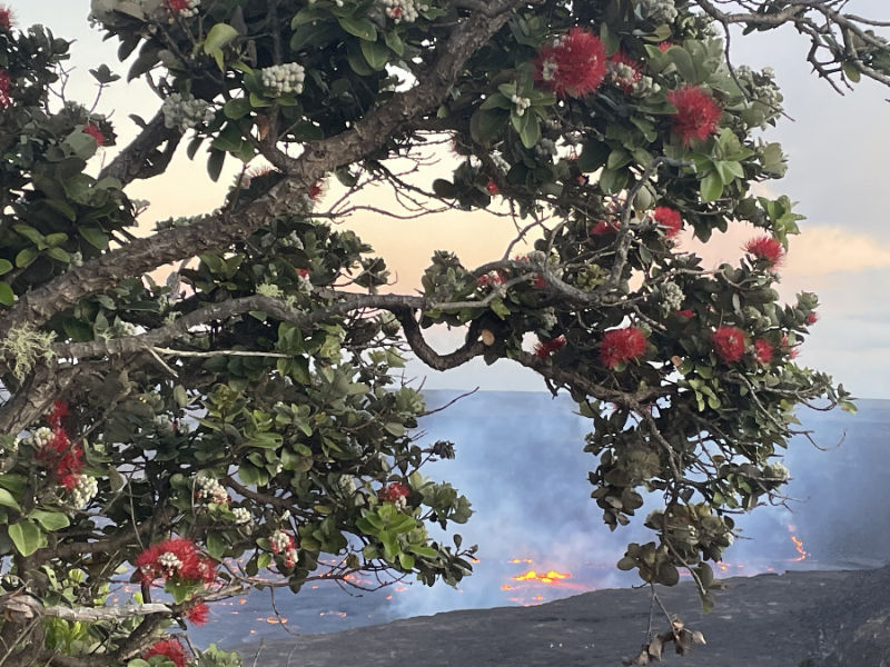 Mynd af ʻōhiʻa lehua á Hawaii og hraunrennsli í fjarska. Myndina fengum við af facebooksíðunni RapidOhiaDeath Myndina tók H. Barnett.