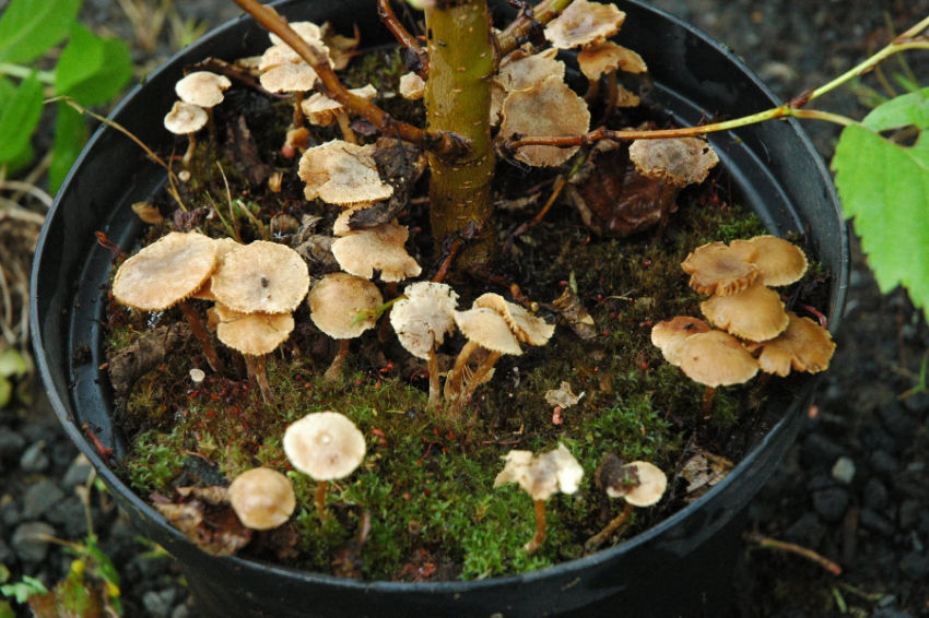Sambýlissveppur, Naucoria escharioides, með elri í gróðrarstöðinni Þöll í Hafnarfirði. Plöntur sem hafa myndað sambýli með sveppum vaxa betur en án sveppa. Mynd: Árni Þórólfsson.