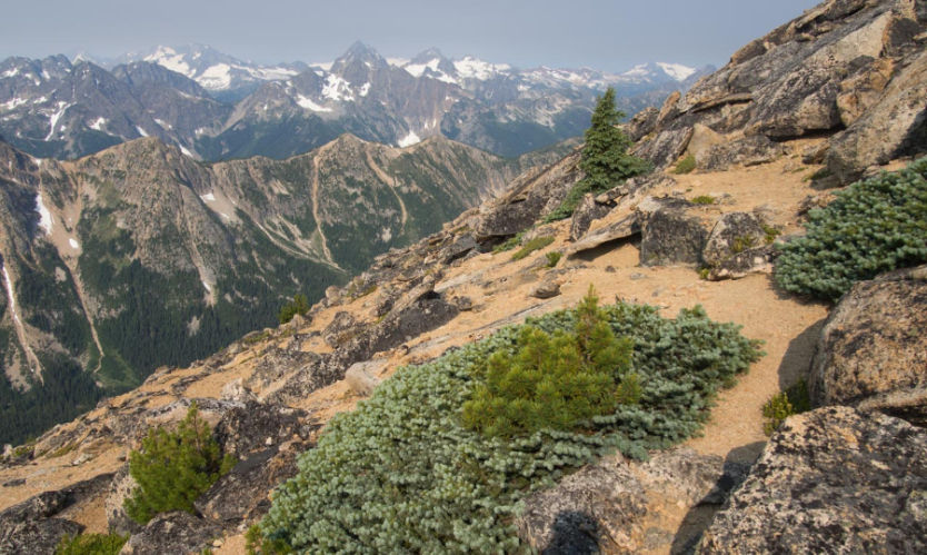 Ofan við skógarmörk í Washington má finna dvergvaxið blágreni ásamt klettafuru, Pinus albicaulis. Hún þekkist á myndinni á því að hún er græn á meðan blágrenið ber sinn einkennandi lit. Mynd C.J.Earle árið 2015. Myndina fengum við héðan.