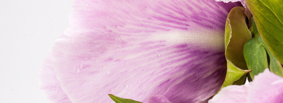 花をクローズアップ