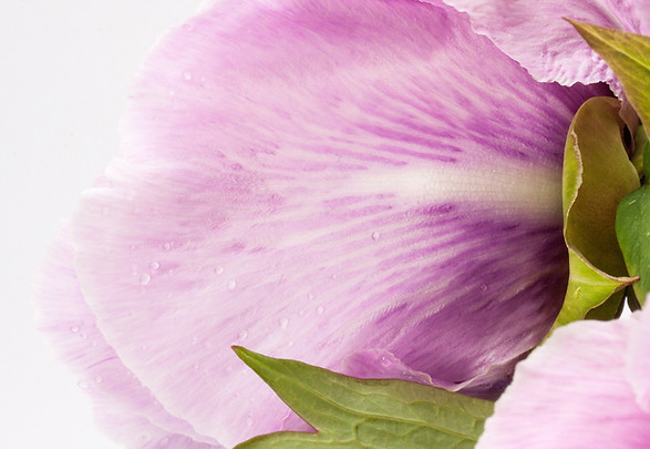 fermer des fleurs