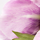 close up flowers