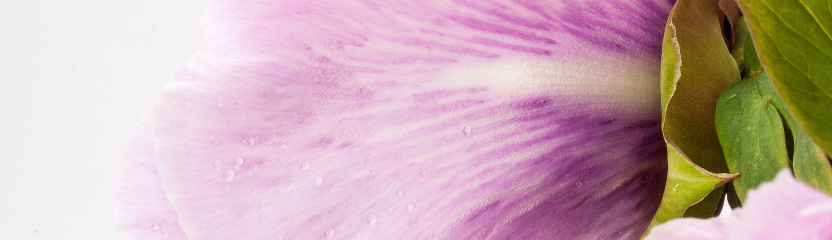 Rosa Blume Nahaufnahme