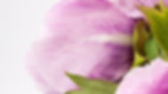 close up flowers