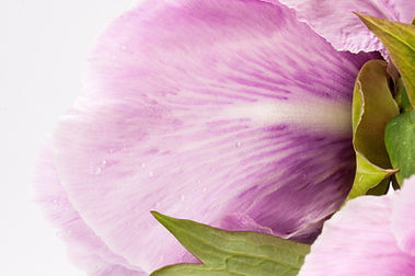 close up flowers