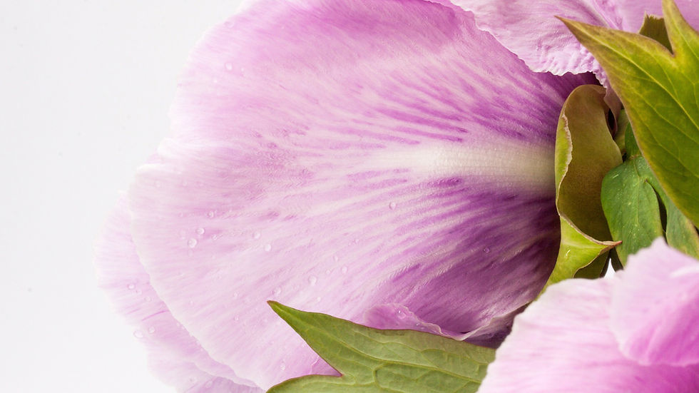 Rosa Blume Nahaufnahme