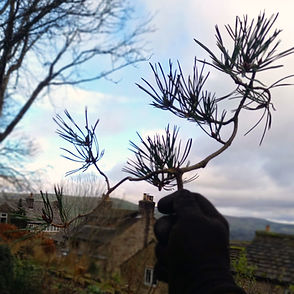 arborist tree surgeon_edited.jpg