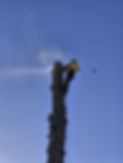 Tree Removal Whaley Bridge.jpg