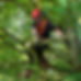 Tree Surgeon Buxton_edited.jpg