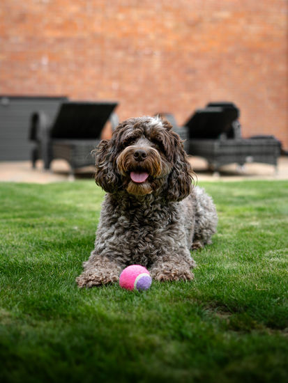 The image shows a cockapoo laid on grass with his mouth open wide in a smile and a bright pink and purple ball between is front paws.