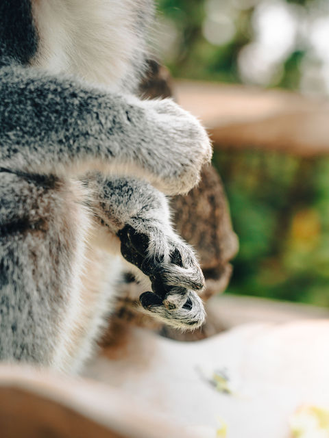 Ring-tailed Lemur Paws