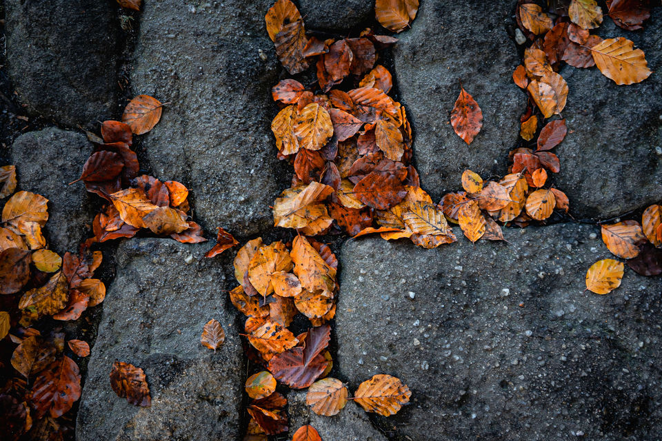 The image shows autumnal brown leaves scattered across the surface of a highly detailed stone path.