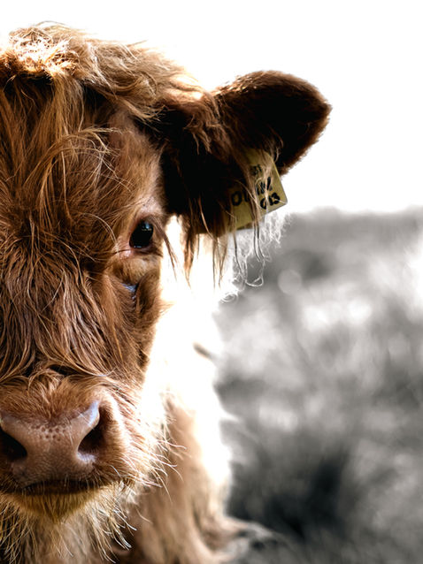 The image shows a Highland Cow Calf up close, with half of its head visible in frame, and its bright red fur contrasting against a muted background.