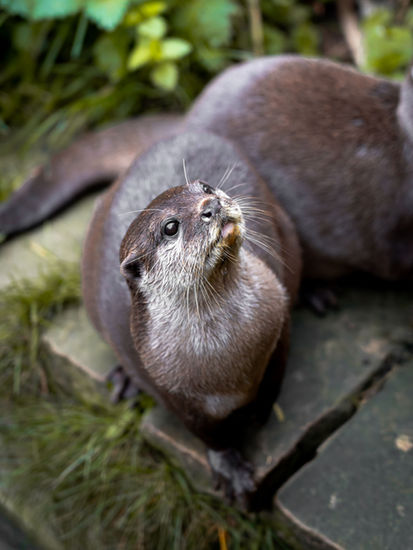 Otter
