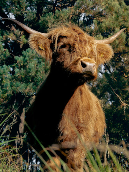 A Highland Cow Stands Tall, Covered In Sunlight And Shadow. Scotton, North Lincolnshire