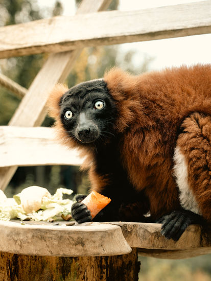 Red Ruffed Lemur