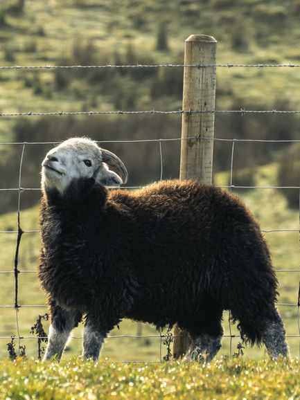 A Terrible Itch Takes Over This Herdwick. But It's Nothing His Post Can't Handle. The Peak District, UK