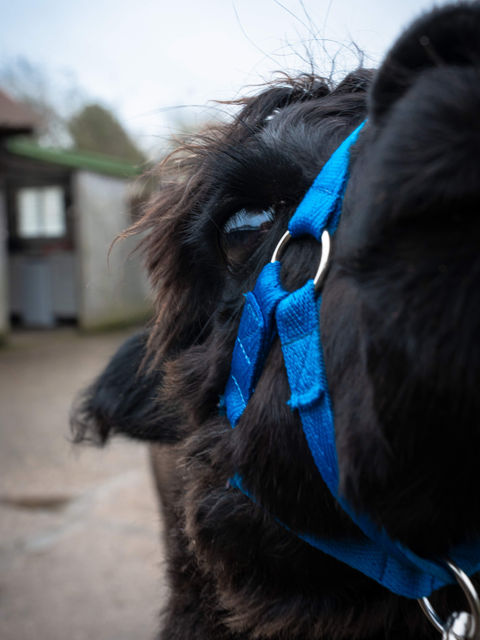 Alpaca's Eye View