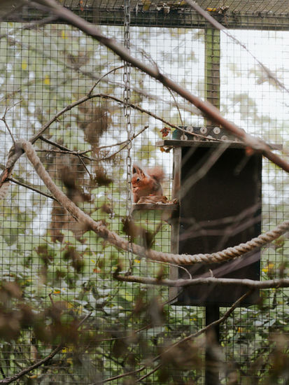 Red Squirrel