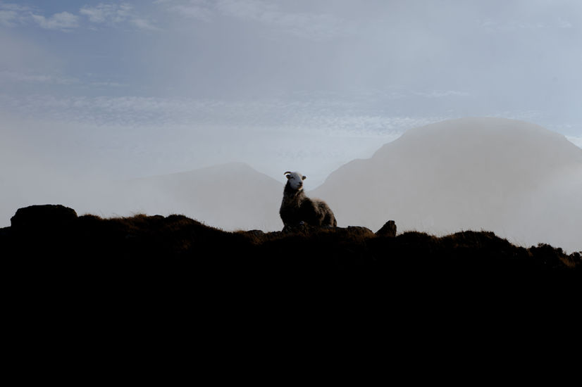 On a darkened ridge stands a lone Herdwick Grey, positioned in front of Windy Gap. To his left, Great Gable stands shrouded in clouds, and to his right, the peak of Green Gable is just about visible.