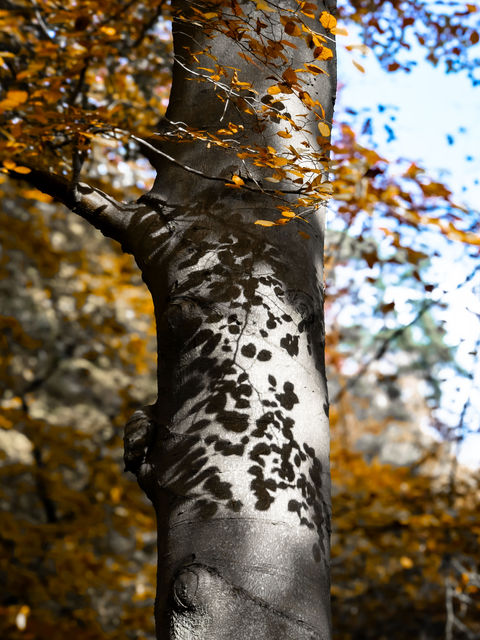 Tree Leaves (Padley Gorge)