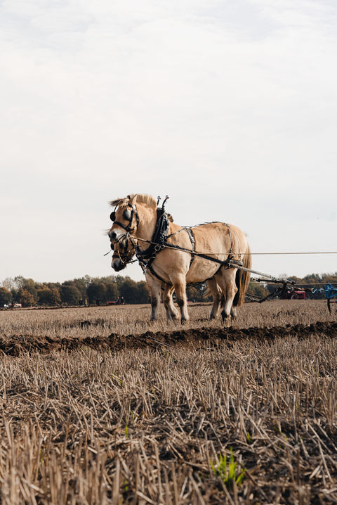 Horse Drawn