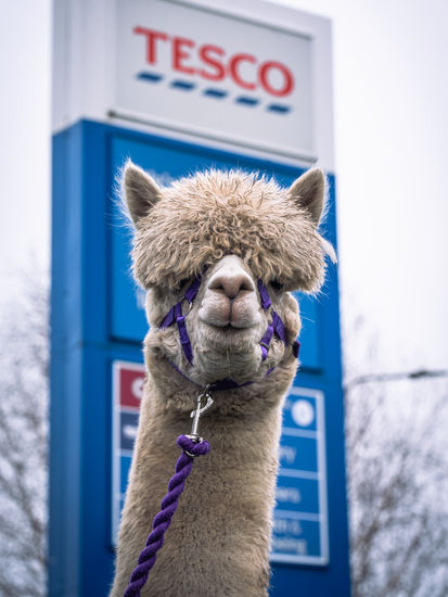 TESCO Alpaca